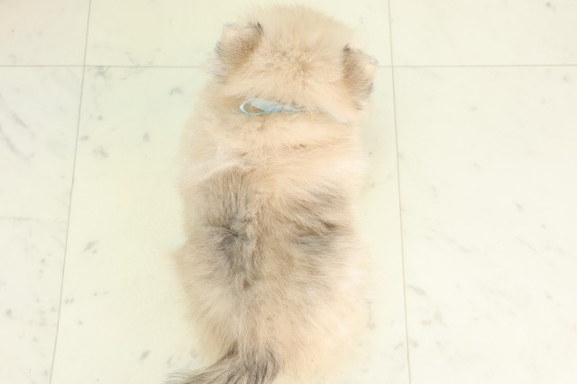 宮崎県のポメラニアン (Coo&RIKU宮崎店/2026年4月21日生まれ/男の子/オレンジセーブル)の子犬の4枚目の画像