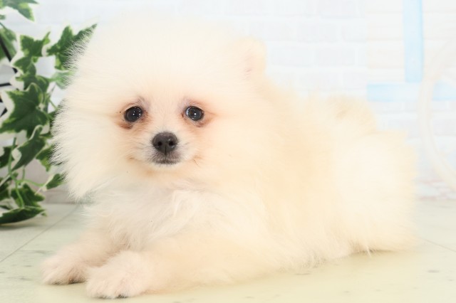 佐賀県のポメラニアン (Coo&RIKU佐賀神埼店/2026年4月21日生まれ/女の子/クリーム)の子犬の3枚目の画像