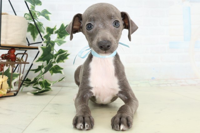 長崎県のイタリアングレーハウンド (Coo&RIKU大村店/2026年4月22日生まれ/男の子/ブルーホワイト)の子犬の1枚目の画像