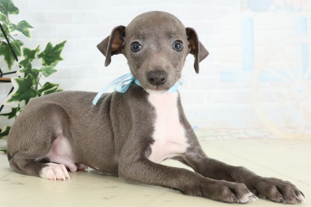長崎県のイタリアングレーハウンド (Coo&RIKU大村店/2026年4月22日生まれ/男の子/ブルーホワイト)の子犬の2枚目の画像