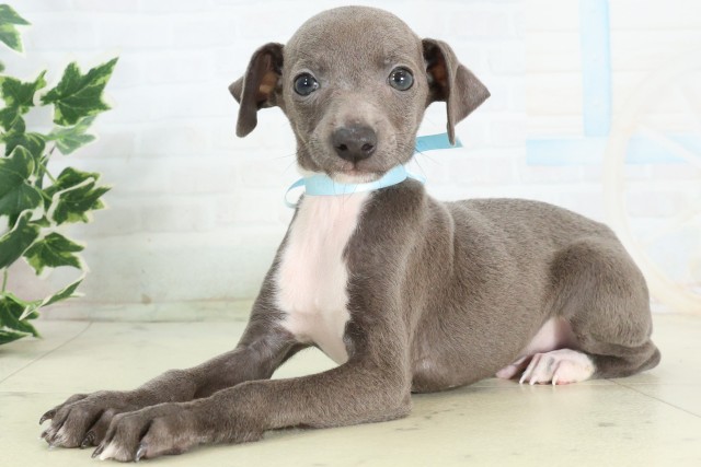 長崎県のイタリアングレーハウンド (Coo&RIKU大村店/2026年4月22日生まれ/男の子/ブルーホワイト)の子犬の3枚目の画像