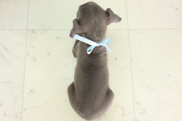 長崎県のイタリアングレーハウンド (Coo&RIKU大村店/2026年4月22日生まれ/男の子/ブルーホワイト)の子犬の4枚目の画像