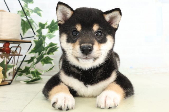 福岡県の豆柴 (Coo&RIKU福岡古賀店/2026年4月21日生まれ/男の子/黒)の子犬