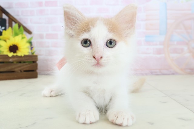 ノルウェージャン・フォレストキャット