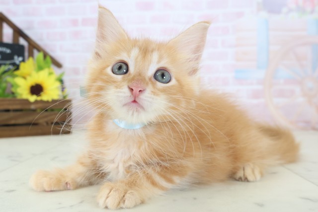 福岡県のメインクーン (Coo&RIKU行橋店/2026年4月16日生まれ/男の子/レッドタビー)の子猫の3枚目の画像