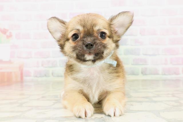 栃木県のチワワ(ロング) (Coo&RIKU宇都宮店/2026年4月21日生まれ/男の子/フォーンホワイト)の子犬の1枚目の画像