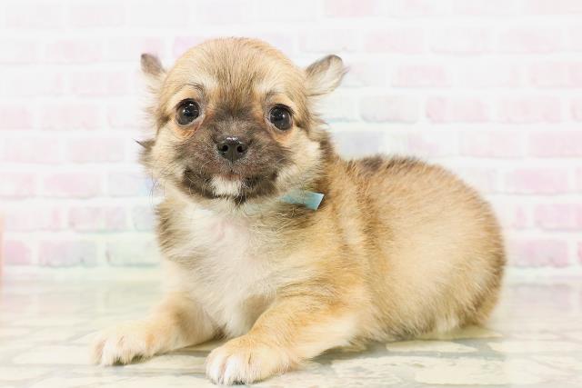 栃木県のチワワ(ロング) (Coo&RIKU宇都宮店/2026年4月21日生まれ/男の子/フォーンホワイト)の子犬の2枚目の画像