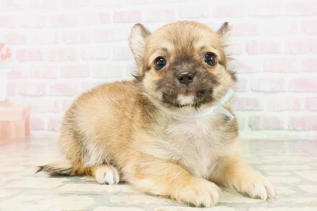 栃木県のチワワ(ロング) (Coo&RIKU宇都宮店/2026年4月21日生まれ/男の子/フォーンホワイト)の子犬の3枚目の画像