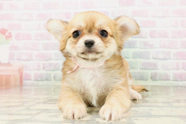 東京都のチワワ(ロング) (Coo&RIKU足立本店/2026年4月21日生まれ/女の子/フォーンホワイト)の子犬