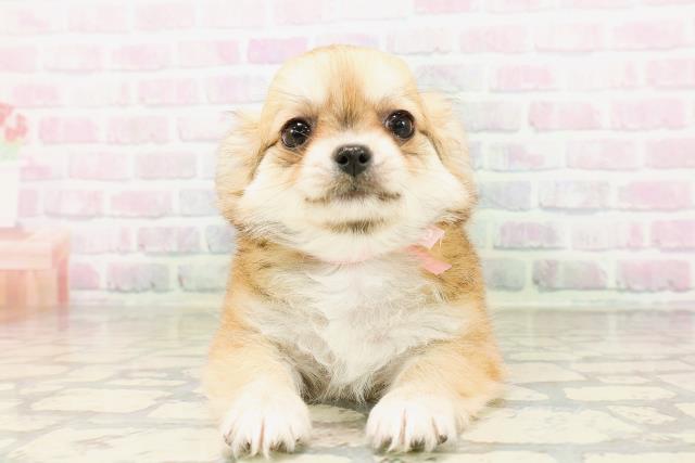 栃木県のチワワ(ロング) (Coo&RIKUFKDインターパーク店/2026年4月21日生まれ/女の子/フォーンホワイト)の子犬の1枚目の画像