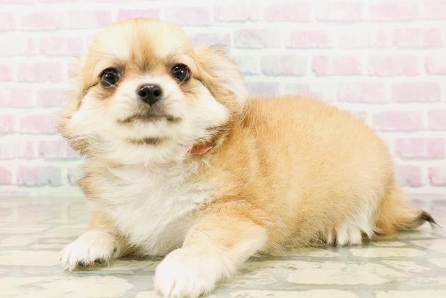栃木県のチワワ(ロング) (Coo&RIKUFKDインターパーク店/2026年4月21日生まれ/女の子/フォーンホワイト)の子犬の2枚目の画像