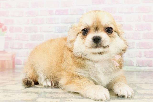 栃木県のチワワ(ロング) (Coo&RIKUFKDインターパーク店/2026年4月21日生まれ/女の子/フォーンホワイト)の子犬の3枚目の画像