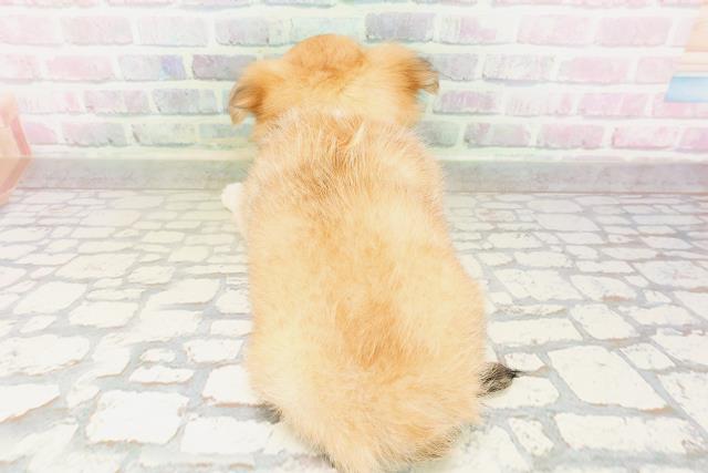 栃木県のチワワ(ロング) (Coo&RIKUFKDインターパーク店/2026年4月21日生まれ/女の子/フォーンホワイト)の子犬の4枚目の画像