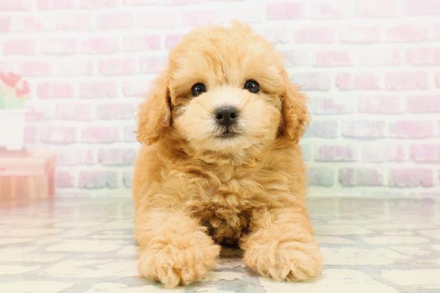 東京都のトイプードル(トイ) (Coo&RIKU大久保店/2026年4月22日生まれ/女の子/オレンジフォーン)の子犬の1枚目の画像