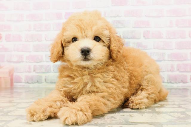 東京都のトイプードル(トイ) (Coo&RIKU大久保店/2026年4月22日生まれ/女の子/オレンジフォーン)の子犬の2枚目の画像