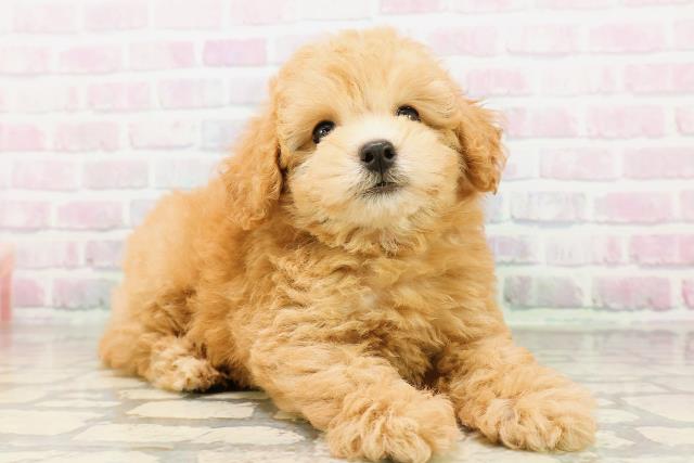 東京都のトイプードル(トイ) (Coo&RIKU大久保店/2026年4月22日生まれ/女の子/オレンジフォーン)の子犬の3枚目の画像