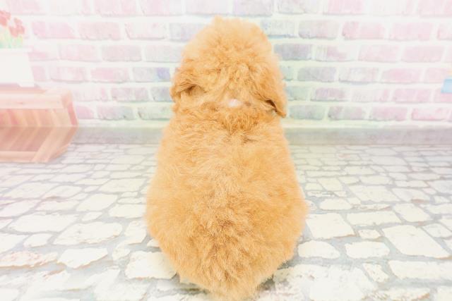 東京都のトイプードル(トイ) (Coo&RIKU大久保店/2026年4月22日生まれ/女の子/オレンジフォーン)の子犬の4枚目の画像