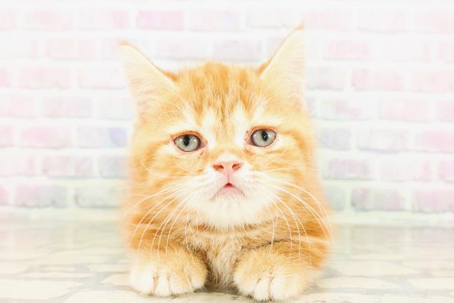 東京都のミヌエット (Coo&RIKU江戸川店/2026年4月20日生まれ/男の子/レッドタビー)の子猫