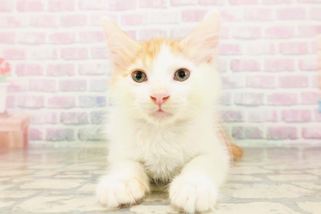 神奈川県のメインクーン (Coo&RIKU平塚店/2026年4月10日生まれ/男の子/レッドタビーホワイト)の子猫の1枚目の画像