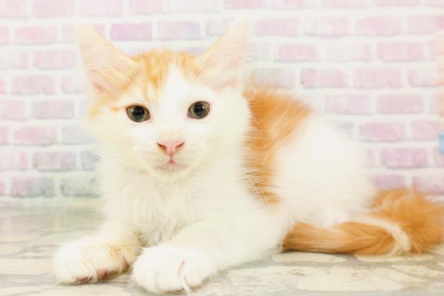 神奈川県のメインクーン (Coo&RIKU平塚店/2026年4月10日生まれ/男の子/レッドタビーホワイト)の子猫の2枚目の画像