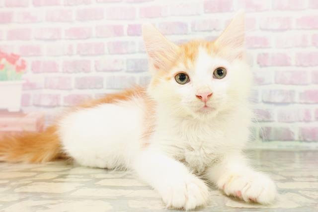 神奈川県のメインクーン (Coo&RIKU平塚店/2026年4月10日生まれ/男の子/レッドタビーホワイト)の子猫の3枚目の画像