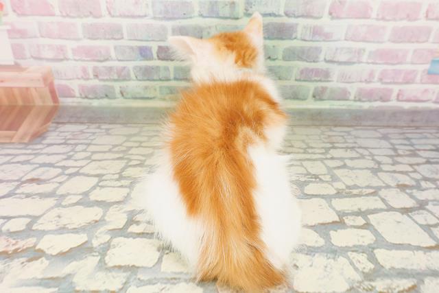 神奈川県のメインクーン (Coo&RIKU平塚店/2026年4月10日生まれ/男の子/レッドタビーホワイト)の子猫の4枚目の画像