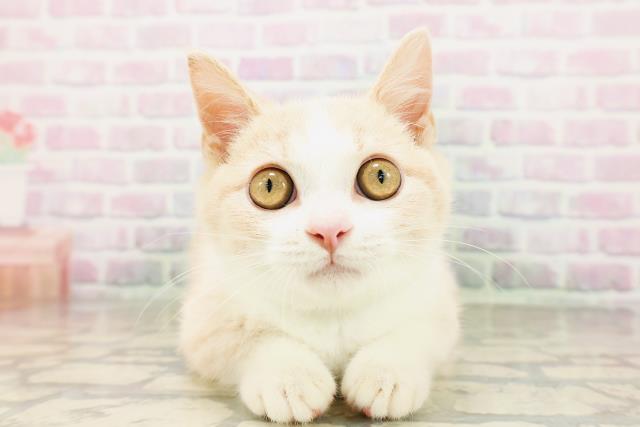 埼玉県のマンチカン (Coo&RIKU春日部店/2026年2月3日生まれ/男の子/クリームタビーホワイト)の子猫