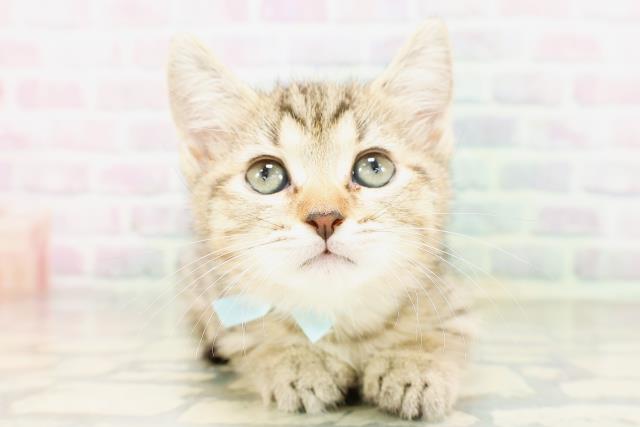 神奈川県のキンカロー (Coo&RIKU平塚店/2026年4月22日生まれ/男の子/ブラウンタビー)の子猫の1枚目の画像