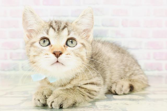 神奈川県のキンカロー (Coo&RIKU平塚店/2026年4月22日生まれ/男の子/ブラウンタビー)の子猫の2枚目の画像