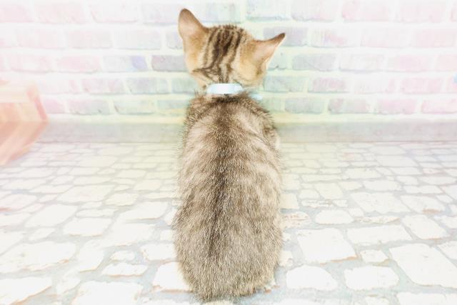 神奈川県のキンカロー (Coo&RIKU平塚店/2026年4月22日生まれ/男の子/ブラウンタビー)の子猫の4枚目の画像