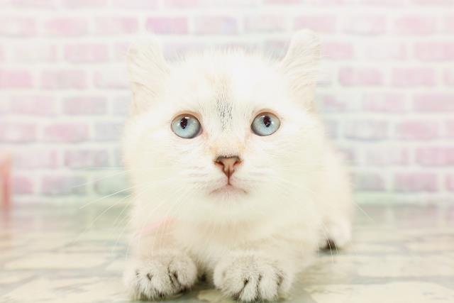 東京都のキンカロー (Coo&RIKU武蔵小山店/2026年4月22日生まれ/女の子/シールリンクスポイント)の子猫の1枚目の画像