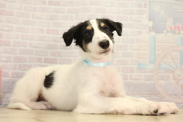 静岡県のボルゾイ (Coo&RIKU掛川店/2026年4月21日生まれ/男の子/ホワイトブラックタン)の子犬の2枚目の画像