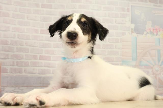 静岡県のボルゾイ (Coo&RIKU掛川店/2026年4月21日生まれ/男の子/ホワイトブラックタン)の子犬の3枚目の画像