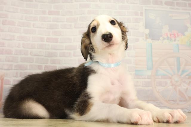 岐阜県のボルゾイ (Coo&RIKU各務原店/2026年4月21日生まれ/男の子/ブラックタンホワイト)の子犬の2枚目の画像
