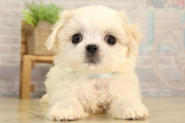 岐阜県のマルチーズ (Coo&RIKU各務原店/2026年4月19日生まれ/男の子/ホワイト)の子犬の1枚目の画像