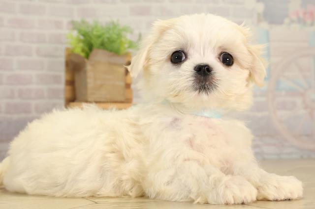 岐阜県のマルチーズ (Coo&RIKU各務原店/2026年4月19日生まれ/男の子/ホワイト)の子犬の2枚目の画像