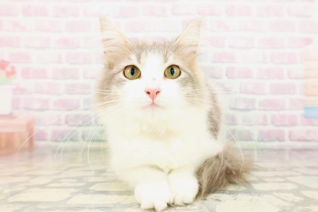 ノルウェージャン・フォレストキャット