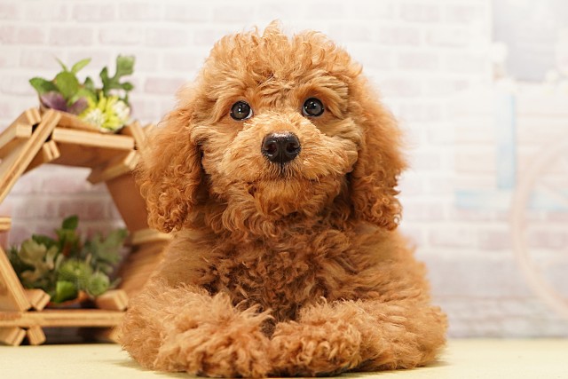 愛知県のミディアムプードル (Coo&RIKU岡崎店/2026年4月6日生まれ/男の子/レッド)の子犬の1枚目の画像