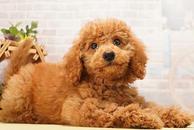 愛知県のミディアムプードル (Coo&RIKU岡崎店/2026年4月6日生まれ/男の子/レッド)の子犬の2枚目の画像