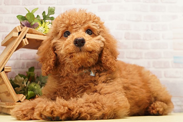 愛知県のミディアムプードル (Coo&RIKU岡崎店/2026年4月6日生まれ/男の子/レッド)の子犬の3枚目の画像