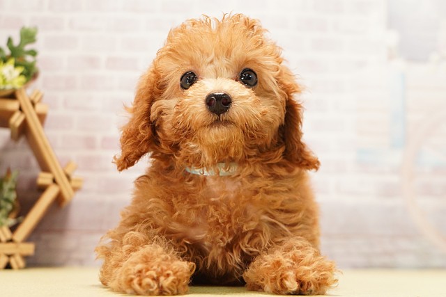 愛知県のミニチュアプードル (Coo&RIKU岡崎店/2026年4月6日生まれ/男の子/レッド)の子犬の1枚目の画像