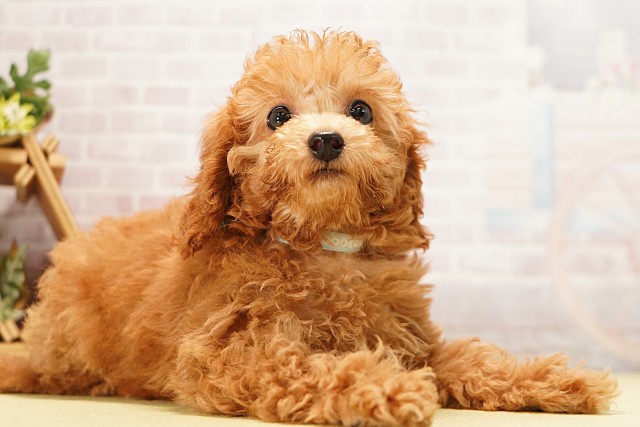 愛知県のミニチュアプードル (Coo&RIKU岡崎店/2026年4月6日生まれ/男の子/レッド)の子犬の2枚目の画像