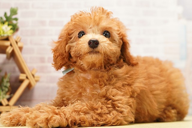 愛知県のミニチュアプードル (Coo&RIKU岡崎店/2026年4月6日生まれ/男の子/レッド)の子犬の3枚目の画像