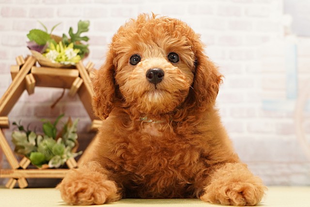 愛知県のミニチュアプードル (Coo&RIKU豊橋店/2026年4月6日生まれ/男の子/レッド)の子犬の1枚目の画像