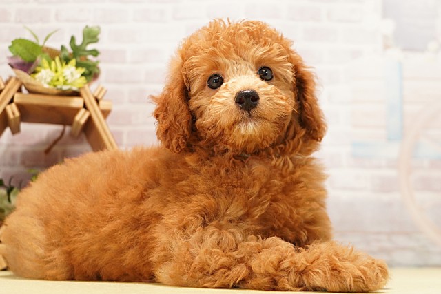 愛知県のミニチュアプードル (Coo&RIKU豊橋店/2026年4月6日生まれ/男の子/レッド)の子犬の2枚目の画像