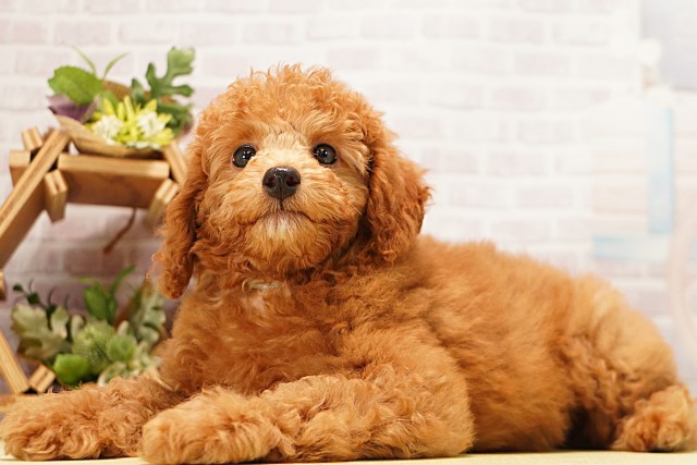 愛知県のミニチュアプードル (Coo&RIKU豊橋店/2026年4月6日生まれ/男の子/レッド)の子犬の3枚目の画像