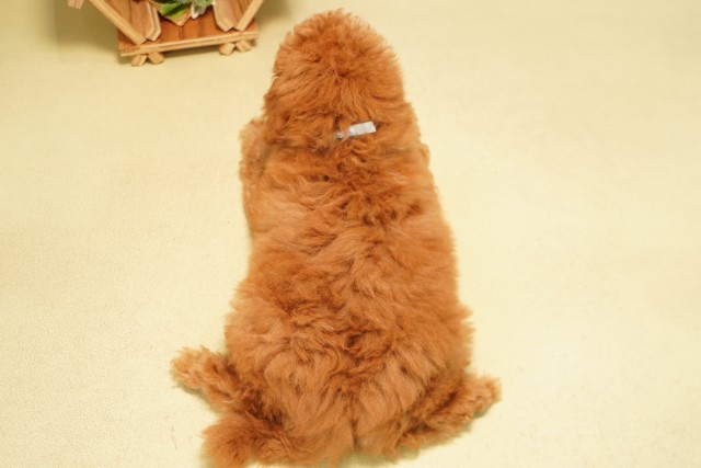 愛知県のミニチュアプードル (Coo&RIKU豊橋店/2026年4月6日生まれ/男の子/レッド)の子犬の4枚目の画像