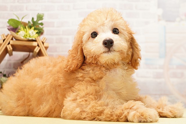 愛知県のミニチュアプードル (Coo&RIKU名古屋中川店/2026年4月6日生まれ/男の子/アプリコット)の子犬の2枚目の画像