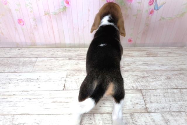 北海道のビーグル (Coo&RIKU岩見沢店/2026年4月24日生まれ/男の子/ブラックタンホワイト)の子犬の4枚目の画像