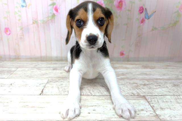 長野県のビーグル (Coo&RIKU長野店/2026年4月24日生まれ/女の子/ブラックタンホワイト)の子犬の1枚目の画像